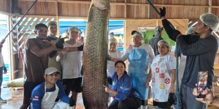 Em Maraã, pescadores realizam primeira pesca de pirarucu manejado